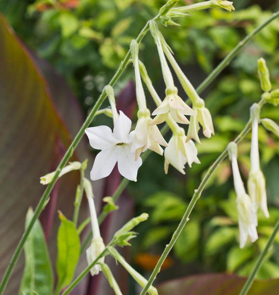 Jasmine Tobacco