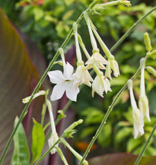 Jasmine Tobacco