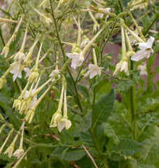 Jasmine Tobacco