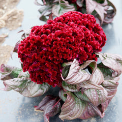 Dracula Celosia