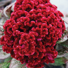 Dracula Celosia
