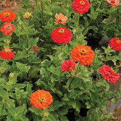 Coral Beauty Zinnia
