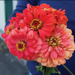 Coral Beauty Zinnia