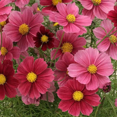 Antiquity Cosmos