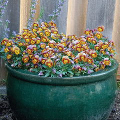 Deltini Honeybee Viola