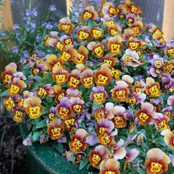Deltini Honeybee Viola
