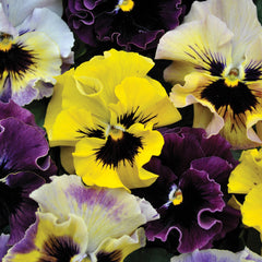 Frizzle Sizzle Mini Mix Viola