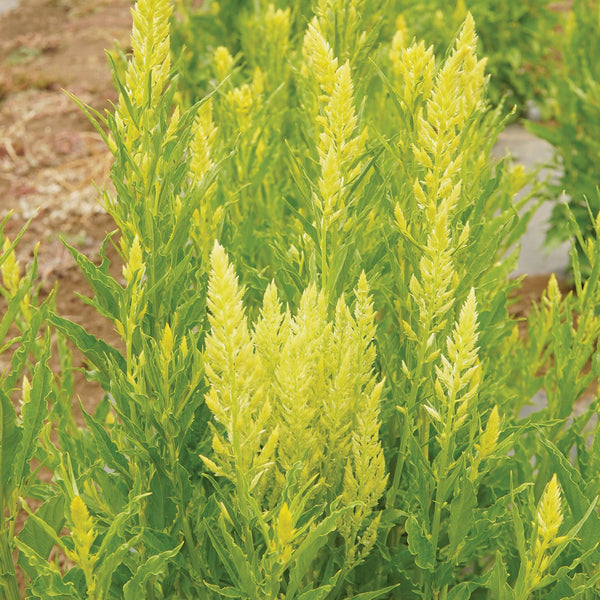 Sylphid Celosia