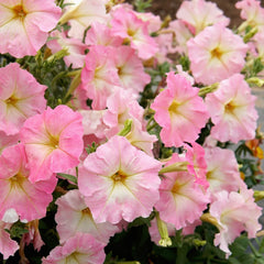 Alenka Petunia