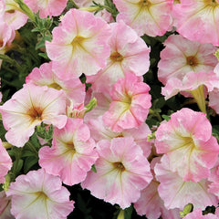 Alenka Petunia