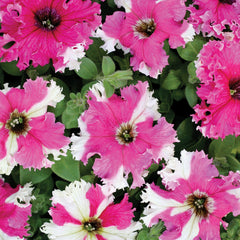 Super Loopy Pink Petunia