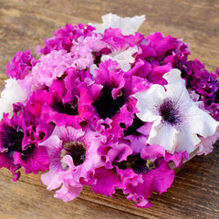 Loopytunia Mix Petunia