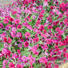 Easy Wave Berry Velour Petunia