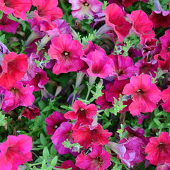 Easy Wave Berry Velour Petunia