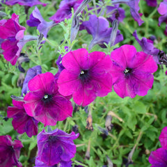 Easy Wave Burgundy Velour Petunia