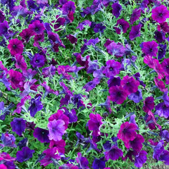 Easy Wave Burgundy Velour Petunia