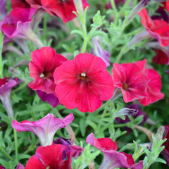 Easy Wave Red Velour Petunia