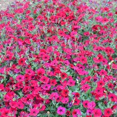 Easy Wave Red Velour Petunia
