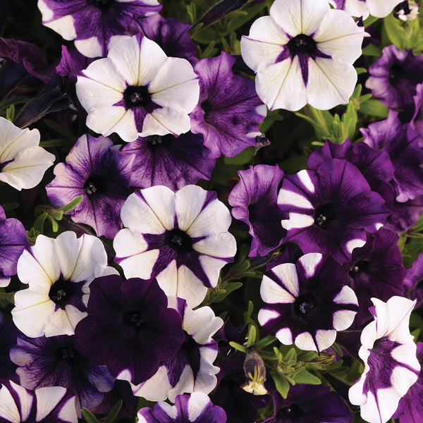 Shock Wave Purple Tie Dye Petunia