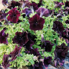 Sophistica Blackberry Petunia