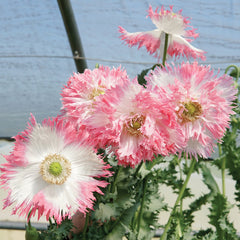 Amorpha Poppy