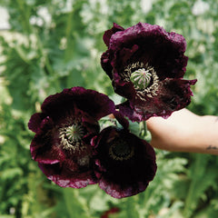 After Midnight Poppy
