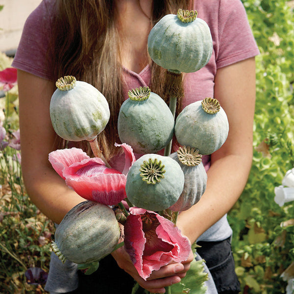 Qis Bowling Ball Poppy