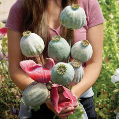 Qis Bowling Ball Poppy