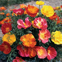 Thai Silk Formula Mix Poppy