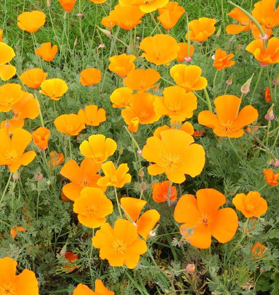California Orange