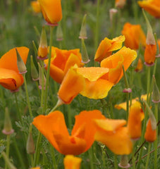 California Orange