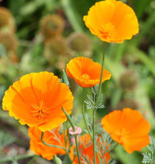 California Orange