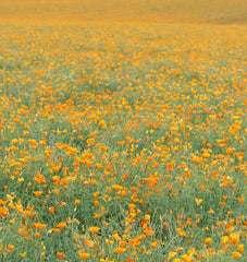 California Orange