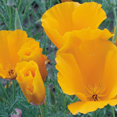 California Orange Poppy