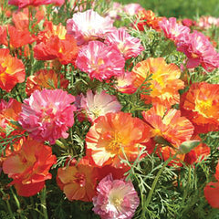 XL Jelly Beans Poppy
