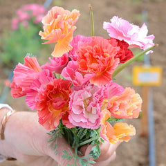 XL Jelly Beans Poppy