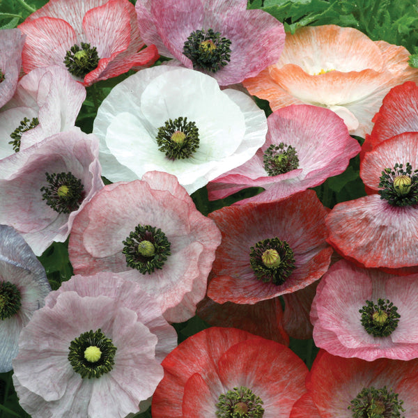Mother Of Pearl Poppy