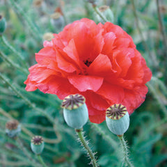 Shirley Double Poppy