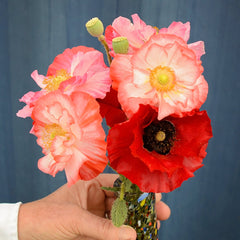 Shirley Double Poppy