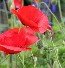 Flanders Poppy