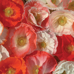 Falling In Love Poppy