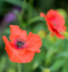 Flanders Poppy