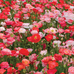 Falling In Love Poppy