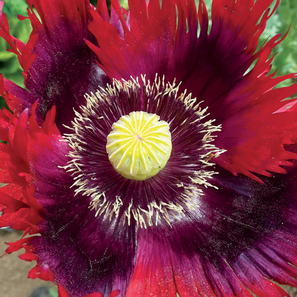 Jimi's Flag Mix Poppy