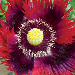 Jimi's Flag Mix Poppy