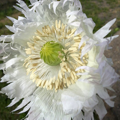 Jimi's Snowflakes Poppy