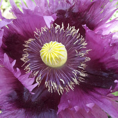 Jimi's Purple Haze Poppy