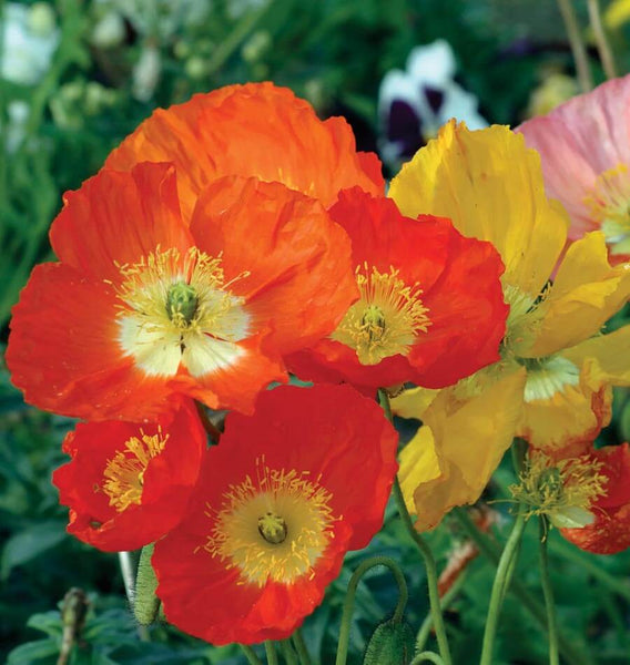 Iceland Poppy