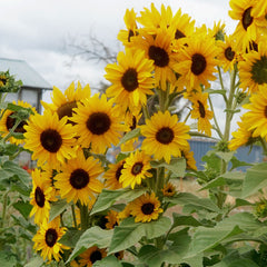 Concert Bell Sunflower