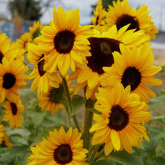 Concert Bell Sunflower